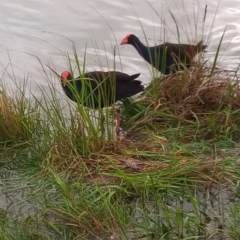 Porphyrio melanotus (Australasian Swamphen) at Gordon, ACT - 7 Oct 2022 by MichaelBedingfield