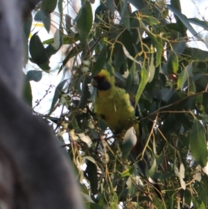 Platycercus caledonicus at South Bruny, TAS - 22 Sep 2022