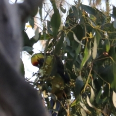 Platycercus caledonicus at South Bruny, TAS - 22 Sep 2022 09:25 AM