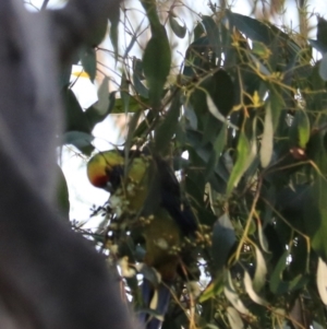Platycercus caledonicus at South Bruny, TAS - 22 Sep 2022 09:25 AM