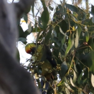 Platycercus caledonicus at South Bruny, TAS - 22 Sep 2022