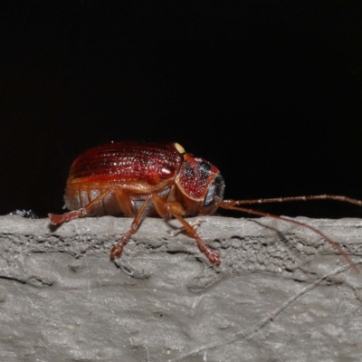 Cadmus (Cadmus) aurantiacus (Leaf beetle) at ANBG - 5 Oct 2022 by TimL