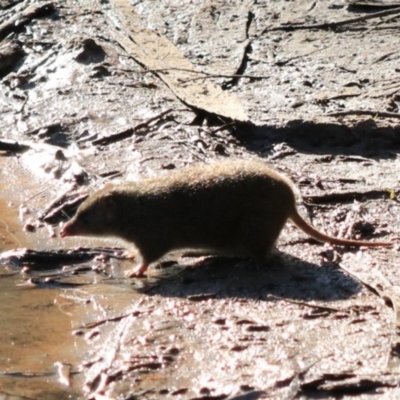 Antechinus mimetes mimetes (Dusky Antechinus) at South Bruny National Park - 21 Sep 2022 by Rixon