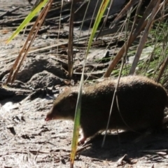 Antechinus mimetes mimetes at South Bruny, TAS - 22 Sep 2022 09:31 AM