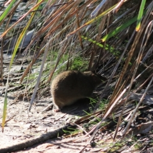 Antechinus mimetes mimetes at South Bruny, TAS - 22 Sep 2022 09:31 AM