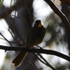 Nesoptilotis flavicollis (Yellow-throated Honeyeater) at South Bruny, TAS - 21 Sep 2022 by Rixon