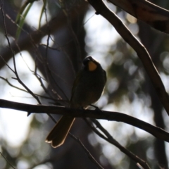 Nesoptilotis flavicollis at South Bruny, TAS - 22 Sep 2022 09:50 AM