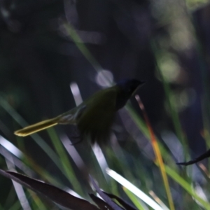 Nesoptilotis flavicollis at South Bruny, TAS - 22 Sep 2022