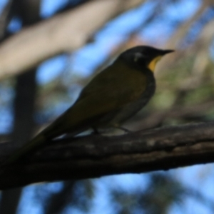 Nesoptilotis flavicollis at South Bruny, TAS - 22 Sep 2022