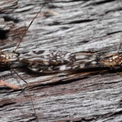 Ischnotoma (Ischnotoma) eburnea at Acton, ACT - 5 Oct 2022 12:25 PM