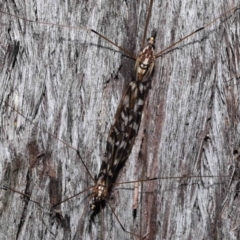 Ischnotoma (Ischnotoma) eburnea at Acton, ACT - 5 Oct 2022