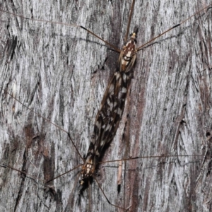 Ischnotoma (Ischnotoma) eburnea at Acton, ACT - 5 Oct 2022 12:25 PM