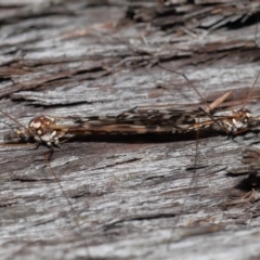 Ischnotoma (Ischnotoma) eburnea at Acton, ACT - 5 Oct 2022 12:25 PM