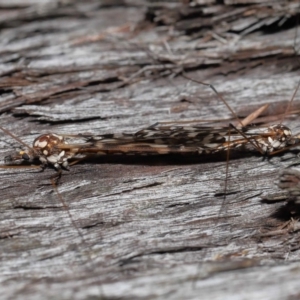 Ischnotoma (Ischnotoma) eburnea at Acton, ACT - 5 Oct 2022