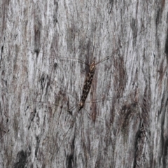 Ischnotoma (Ischnotoma) eburnea at Acton, ACT - 5 Oct 2022 12:25 PM