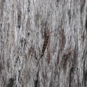 Ischnotoma (Ischnotoma) eburnea at Acton, ACT - 5 Oct 2022 12:25 PM