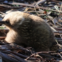 Tachyglossus aculeatus (Short-beaked Echidna) at Adventure Bay, TAS - 22 Sep 2022 by Rixon