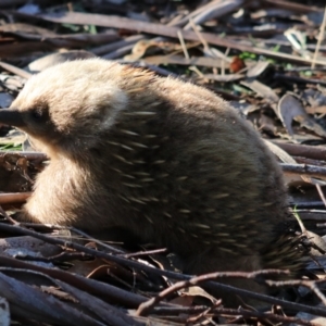 Tachyglossus aculeatus (TBC) at suppressed by Rixon