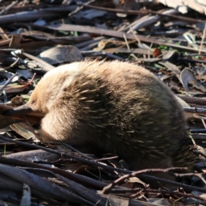 Tachyglossus aculeatus at Adventure Bay, TAS - 22 Sep 2022 10:07 AM