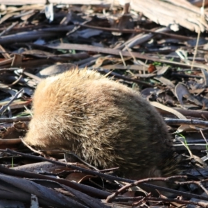 Tachyglossus aculeatus at Adventure Bay, TAS - 22 Sep 2022 10:07 AM