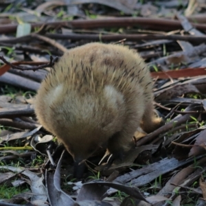 Tachyglossus aculeatus at Adventure Bay, TAS - 22 Sep 2022 10:07 AM