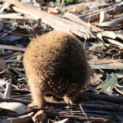 Tachyglossus aculeatus at Adventure Bay, TAS - 22 Sep 2022 10:07 AM