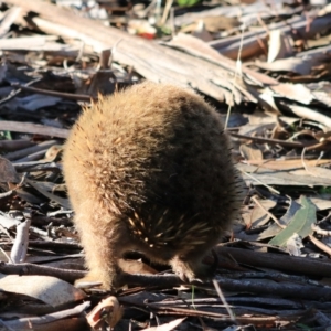 Tachyglossus aculeatus at Adventure Bay, TAS - 22 Sep 2022 10:07 AM