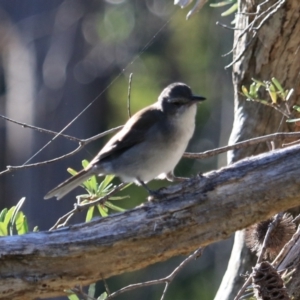 Colluricincla harmonica at South Bruny, TAS - 22 Sep 2022 09:43 AM