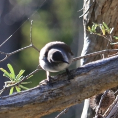 Colluricincla harmonica at South Bruny, TAS - 22 Sep 2022