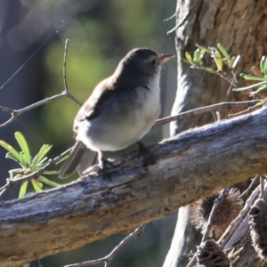 Colluricincla harmonica at South Bruny, TAS - 22 Sep 2022