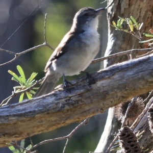 Colluricincla harmonica at South Bruny, TAS - 22 Sep 2022