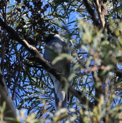 Coracina novaehollandiae (Black-faced Cuckooshrike) at South Bruny National Park - 21 Sep 2022 by Rixon