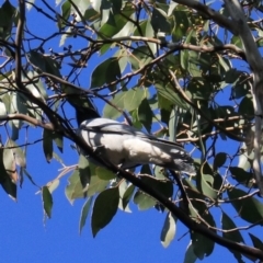 Coracina novaehollandiae at South Bruny, TAS - 22 Sep 2022