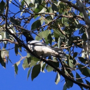 Coracina novaehollandiae at South Bruny, TAS - 22 Sep 2022