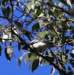 Coracina novaehollandiae at South Bruny, TAS - 22 Sep 2022