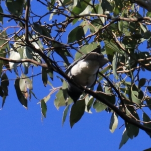 Coracina novaehollandiae at South Bruny, TAS - 22 Sep 2022