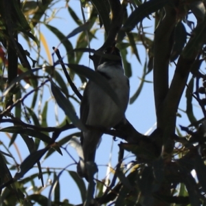 Melithreptus affinis at North Bruny, TAS - 22 Sep 2022