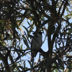 Melithreptus affinis at North Bruny, TAS - 22 Sep 2022