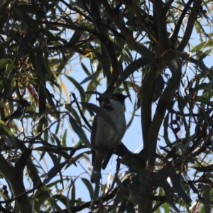 Melithreptus affinis at North Bruny, TAS - 22 Sep 2022