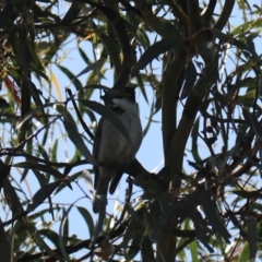 Melithreptus affinis at North Bruny, TAS - 22 Sep 2022