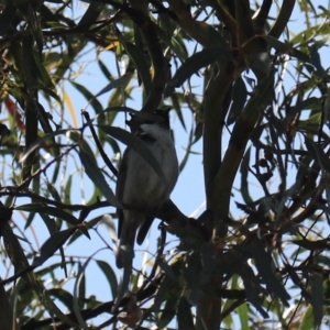 Melithreptus affinis at North Bruny, TAS - 22 Sep 2022