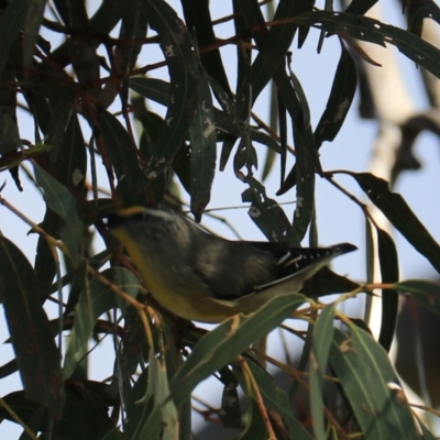 Pardalotus striatus (Striated Pardalote) at North Bruny, TAS - 22 Sep 2022 by Rixon