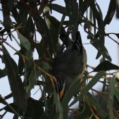 Pardalotus striatus at North Bruny, TAS - 22 Sep 2022