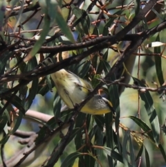 Pardalotus striatus at North Bruny, TAS - 22 Sep 2022