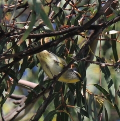 Pardalotus striatus at North Bruny, TAS - 22 Sep 2022 02:08 PM