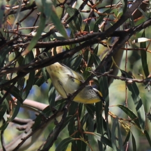 Pardalotus striatus at North Bruny, TAS - 22 Sep 2022 02:08 PM