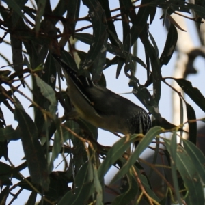 Pardalotus striatus at North Bruny, TAS - 22 Sep 2022