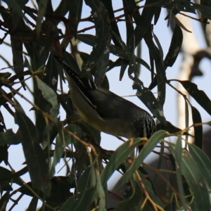 Pardalotus striatus at North Bruny, TAS - 22 Sep 2022 02:08 PM