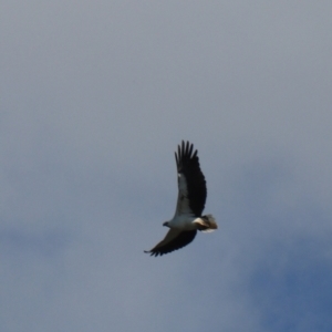 Haliaeetus leucogaster (White-bellied Sea-Eagle) at North Bruny, TAS by Rixon