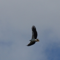 Haliaeetus leucogaster (White-bellied Sea-Eagle) at North Bruny, TAS - 22 Sep 2022 by Rixon
